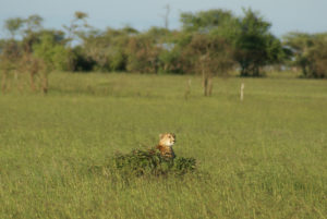 Guépard