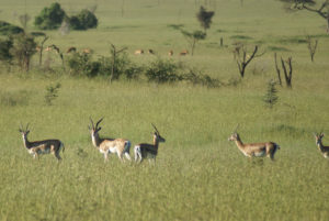 Gazelle de Grant