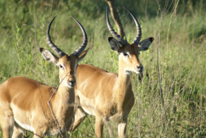Impala