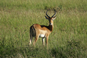 Impala