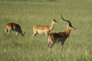 Impala