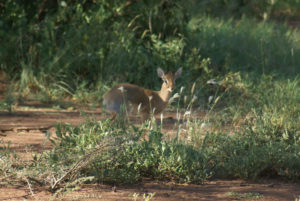 Dik-dik de Kirk