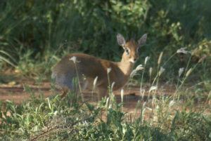 Dik-dik de Kirk