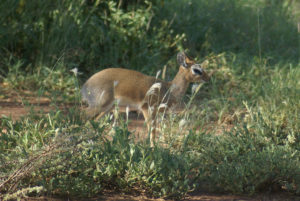 Dik-dik de Kirk