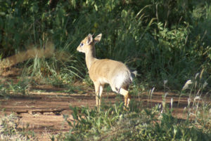 Dik-dik de Kirk