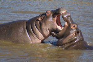 Hippopotame amphibie