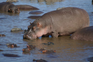 Hippopotame amphibie