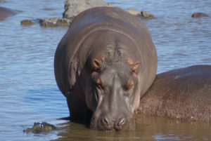 Hippopotame amphibie