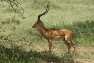 Impala