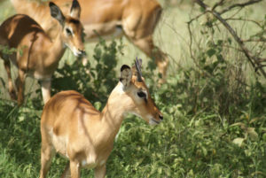 Impala