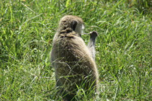 Singes verts (vervets)