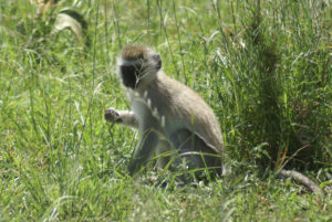Singes verts (vervets)