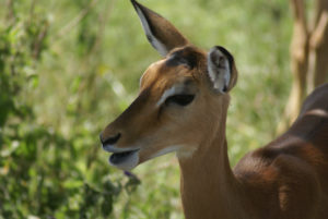 Impala