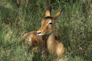 Impala