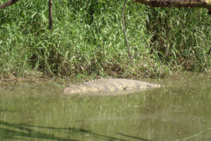 Crocodile du Nil