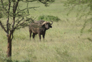Buffle d’Afrique (du Cap)