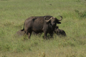 Buffle d’Afrique (du Cap)