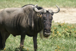 Gnou occidental à barbe blanche