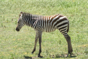 Zèbre de Grant