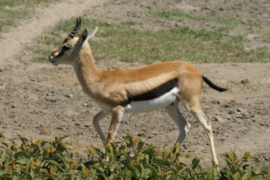 Gazelle de Thomson