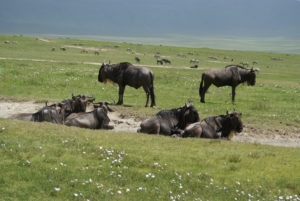 Gnou occidental à barbe blanche