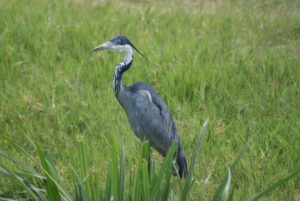 Heron cendré