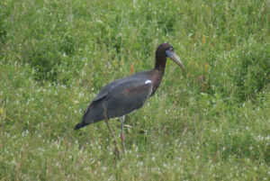 Cigogne d’Abdim