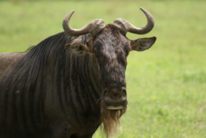 Gnou occidental à barbe blanche