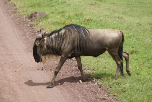 Gnou occidental à barbe blanche