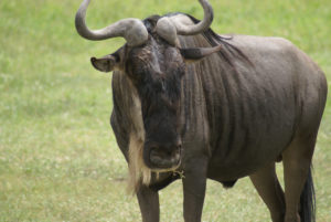 Gnou occidental à barbe blanche