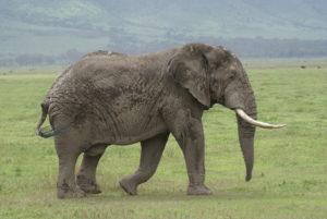 Eléphant d’Afrique