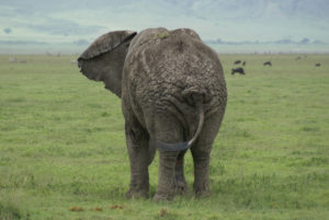 Eléphant d’Afrique