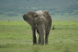 Eléphant d’Afrique