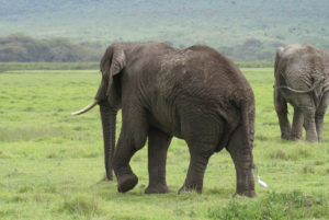 Eléphant d’Afrique