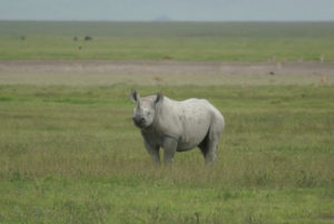 Rhinocéros noir