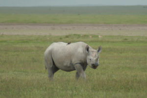 Rhinocéros noir