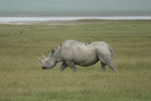 Rhinocéros noir
