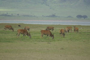 Eland du Cap