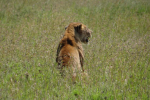 Lion d’Afrique