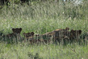 Lion d’Afrique