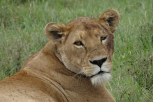 Lion d’Afrique