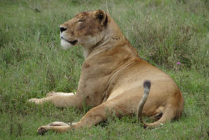 Lion d’Afrique