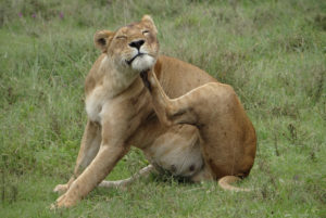 Lion d’Afrique