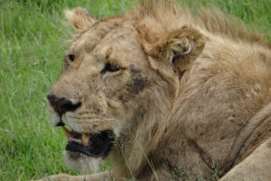 Lion d’Afrique