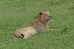 Lion d’Afrique