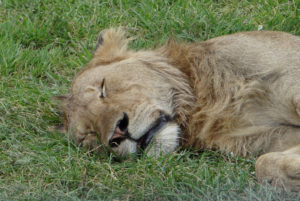 Lion d’Afrique