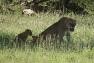 Lion d’Afrique