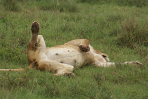 Lion d’Afrique