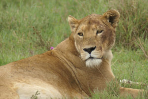 Lion d’Afrique