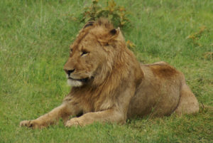 Lion d’Afrique